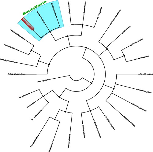 Figure 1. The Neighbour-Joining (NJ) phylogenetic tree from 28 species chloroplast genomes of herbal medicine plants. The length of branch represents the divergence distance. All the herbal medicine species chloroplast genomes in this study have been deposited in the GenBank and accession numbers are as follows: Abeliophyllum distichum (KT274029.1), Andrographis paniculata (KF150644.1), Castilleja paramensis(KT959111.1), Chionanthus parkinsonii (MG255752.1), Cornus capitate (MG524990.1), Digitalis lanata (KY085895.1), Fatsia japonica (KR021045.1), Forsythia suspense (MF579702.1), Hesperelaea palmeri (LN515489.1), Ilex delavayi (KX426470.1), Ilex pubescens (KX426467.1), Ilex szechwanensis (KX426466.1), Panax stipuleanatus (KX247147.1), Pedicularis hallaisanensis (MG770330.1), Pedicularis ishidoyana (KU170194.1), Salvia japonica (KY646163.1), Salvia miltiorrhiza (HF586694.1), Salvia rosmarinus (KR232566.1), Sambucus williamsii (KX510276.1), Scrophularia buergeriana (KP718626.1), Scrophularia dentate (MF861202.1), Scrophularia takesimensis (KM590983.1), Scutellaria insignis (KT750009.1), Scutellaria lateriflora (KY085900.1), Veronica nakaiana (KT633216.1), Veronica persica (KT724052.1), and Veronicastrum sibiricum (KT724053.1).