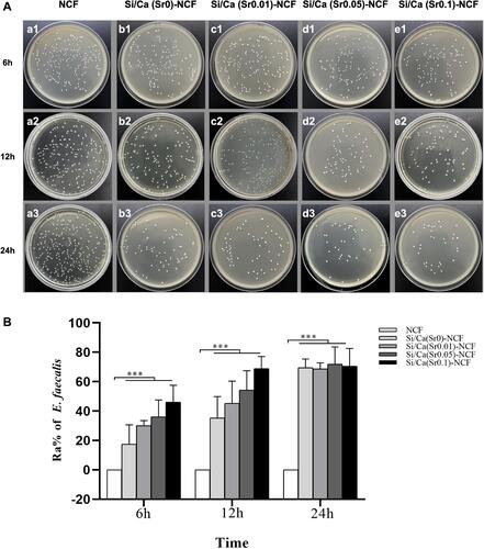 Figure 6 The anti-bacteria tests for Enterococcus faecalis. (A) (a1–e1) The representative photographs of recultivated colonies of on agar plates at time points of 4 h, (a2–e2) 12 h and (a3–e3) 24 h, and (B) the corresponding anti-bacteria ratios. ***p < 0.001.