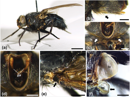 Figure 2. General morphology of Calliphora rohdendorfi. (a) Habitus in lateral view of the adult female (scale bar: 2.5 mm). (b) Lateral view of the head of a female, showing the yellow-reddish setae in its lower part, extending until the genae (arrow) (scale bar: 500 µm) (c) Ventral view of the head of a female, with the proboscis removed to show the yellow-reddish setae (arrows) (scale bar: 500 µm). (d) Ventral view of the head of a female, with the proboscis removed to show the yellow-brownish palpi (scale bar: 500 µm). (e) Black left basicosta of a female (arrow) (scale bar: 1 mm). (f) Upper calypter of a male, with dark border (arrow) (scale bar: 1 mm). Abbreviations: lc, lower calypter; pa, palps; uc, upper calypter.