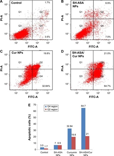 Figure 10 SH-ASA/Cur-coloaded mPEG-PLGA NPs induced apoptosis in human ovarian cancer cells.Notes: (A) Control; (B) SH-ASA NPs; (C) Cur NPs; (D) SH-ASA/Cur NPs; (E) the early (Q4 region) and later (Q2 region) apoptosis rates of different formulations.Abbreviations: FITC-A, Annexin V–fluorescein isothiocyanate; SH-ASA, SH-aspirin; NPs, nanoparticles; Cur, curcumin; mPEG-PLGA, methoxy poly(ethylene glycol)-poly (lactide-coglycolide).