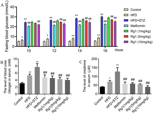 Figure 1. Effect of Rg1 treatment on fasting blood glucose and renal function indicators in T2DM mice. (A) The levels of fasting blood glucose (FBG, mM). (B) The level of blood urea nitrogen (BUN, mM). (C) The level of serum creatinine (SCR, μM). The data are expressed as the means ± SD, FBG, n = 8–9, BUN and SCR, n = 6. *p< 0.05, **p< 0.01 compared with the control group; ##p< 0.01 compared with the HFD + STZ group.