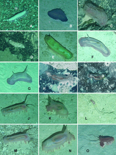 Figure 17.  Underwater images. (A) Staurocucumis abyssorum, St. JC048/43 Dive 174; (B) Benthothuria funebris, St. JC048/29 Dive 169; (C) Hansenothuria sp., St. JC048/40 Dive 173; (D) Mesothuria maroccana, St. JC048/40 Dive 173; (E) Benthodytes gosarsi, St. JC048/3 Dive 158; (F) Psychropotes depressa, St. JC048/43 Dive 174; (G) Psychropotes depressa, St. JC048/54 Dive 179; (H) Laetmogone billetti sp. nov., St. JC048/24 Dive 165; (I) Laetmogone billetti sp. nov., St. JC048/16 Dive 162; (J) Peniagone azorica, St. JC048/24 Dive 165; (K) Amperima furcata, St. JC048/43 Dive 174; (L) Myriotrochus clarki, St. JC048/24 Dive 165; (M) Peniagone islandica and Amperima furcata, St. JC048/43 Dive 174; (N) Ellipinion alani sp. nov., St. JC048/24 Dive 165; (O) Peniagone longipapillata, St. JC048/24 Dive 165.