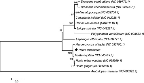 Figure 1. The phylogenetic tree was constructed using chloroplast genome sequences of 13 species within the Asparagaceae family and Arabidopsis thaliana as an outgroup based on the neighbor-joining method using 500 bootstrap replicates. Chloroplast genome sequences used for this tree are Arabidopsis thaliana, NC_000932.1; Asparagus officinalis NC_034777.1; Convallaria keiskei NC_042228.1; Dracaena cambodiana NC_039776.1; Dracaena cochinchinensis NC_039943.1; Hesperoyucca whipplei, NC_032705.1; Hosta capitata, MH581151.1; Hosta minor voucher NC_035999.1; Hosta yingeri, NC_039976.1; Liriope spicata NC_042227.1; Reineckea carnea MK801116.1; Polygonatum verticillatum NC_028523.1.
