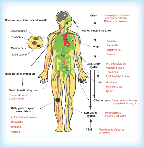 Figure 12.  Pathways of exposure to nanoparticles and associated diseases as suggested by epidemiological, in vivo and in vitro studies.Reproduced with permission from [Citation66].