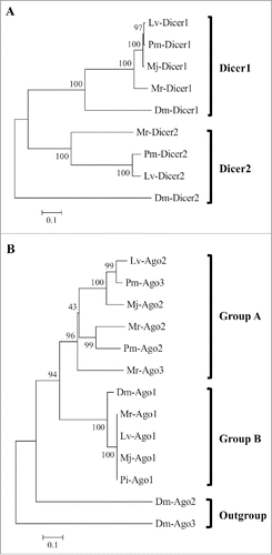 Figure 2. Phylogenetic analysis knockdown pathway associated genes. Phylogenetic analysis based on multiple alignments using Mega 6.0 software. The neighbor-joining tree was constructed according to multiple alignments of the putative amino acid sequences: (A) Dicer constructed according to phylogenetic analysis of full amino acid sequences. (B) Argonaute phylogenetic analysis constructed according to multiple alignments of PIWI domain amino acid sequences. Tree scale indicates the evolutionary distance by tree branch lengths, which are proportional to sequence differences. Bootstrap values represented by numbers next to the branches. GenBank accession numbers are in Table S5.