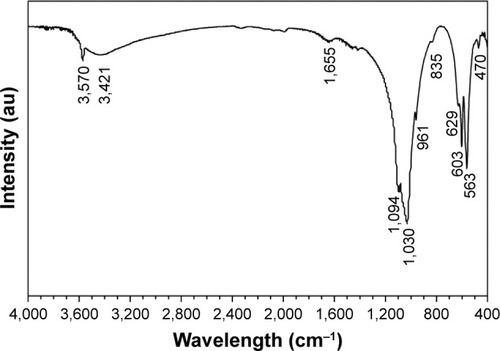 Figure 3 FTIR spectrum of the nHAp microspheres obtained via hydrothermal treatment of the CS microspheres in Na3PO4 aqueous solution at 180°C for 24 h.Abbreviations: CS, calcium silicate; FTIR, Fourier transform infrared; nHAp, nanostructured hydroxyapatite.