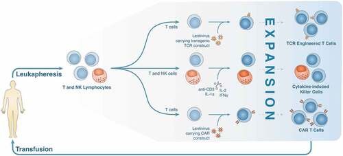 Figure 2. Production and optimization of TCR-engineered T cells, cytokine-induced killer cells, and CAR T cells