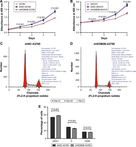 Figure 3 Decreased cell proliferation was detected with the CCK-8 cell counting kit and flow cytometry after KDM2B silencing. (A) The growth curve indicated that the optical densities of shKDM2B-A2780 were lower than those of the untransduced A2780 cells and shNC-A2780 on days 2, 3, 4, and 5. The differences were statistically significant (P<0.001). (B) The growth curve indicated that the optical densities of shKDM2B-SKOV3 were reduced on days 2, 3, 4, and 5 compared with untransduced SKOV3 and shNC-SKOV3 cells, with a statistical difference of P<0.001. (C) Cell cycle analysis of shNC-A2780 shows the G1-, G2-, and S-phase cells. (D) Cell cycle analysis of shKDM2B-A2780 shows the G1-, G2-, and S-phase cells. (E) The percentages of shNC-A2780 and shKDM2B-A2780 in the G0/G1 (P<0.001), S (P=0.001), and G2/M phases (P=0.012) were determined by three replicates. All assays were repeated three times.