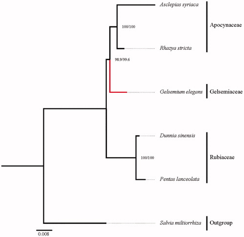 Figure 1. The best maximum-likelihood (ML) phylogram inferred from 6 plant mt genomes based on 15 protein-coding genes. Accession numbers are as follows: Asclepias syriaca (KF541337), Rhazya stricta (KJ485850), Salvia miltiorrhiza (KF177345), Pentas lanceolate (KY492150, KY637224, KY637398, KY637630, KY637974, KY638032, KY638090, KY638148, KY638264, KY638495, KY638957, KY639015, KY639073, KY639131, KY639229), and Dunnia sinensis (KY492163, KY637237, KY637411, KY637643, KY637987, KY638045, KY638103, KY638161, KY638277, KY638506, KY638970, KY639028, KY639086, KY639144, KY639242).