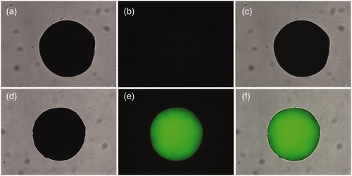 Figure 3. Bright field and fluorescent photographs of PVA (a–c) and FITC-AMWCNT reinforced PVA (d–f). For each panel, images from left to right show bright field, fluorescent photographs, and overlays of two images, respectively.