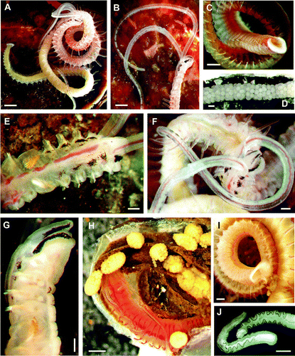 Fig. 1  (A–G) Living Polydora haswelli: (A) whole body; (B) anterior lateral right body and palps; (C) posterior and pygidium; (D) egg capsule string; (E) anterior dorsal body; (F) palps and dorsal head; (G) head in right lateral view. (H–I) Living Polydora websteri: (H) anterior body and palps, with individual egg capsules; (I) posterior and pygidium in lateral view. (J) Preserved Polydora websteri palps groove-edge pigmentation. Scale bars: A, B, H, 500 µm; C–F, I–J, 200 µm; G, 100 µm.