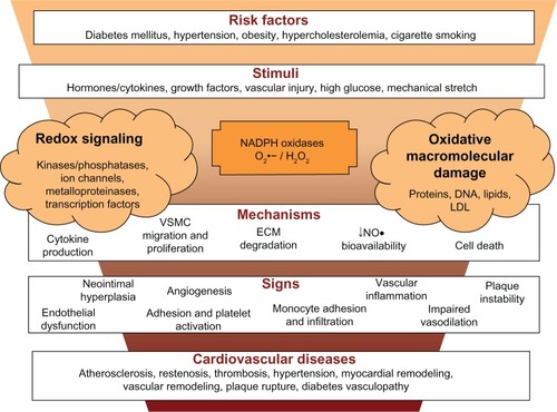 Figure 3 NADPH oxidase and cardiovascular diseases. Risk factors for cardiovascular diseases cause vascular injury and the release of cytokines and factors that activate NADPH oxidases. ROS generation (superoxide anion (O2•−) and hydrogen peroxide (H2O2) activate redox signaling, which trigger cellular responses or cause oxidative stress, which have the potential to originate oxidative macromolecular damage, decrease nitric oxide (NO•) bioavailability and increase oxidation of low-density lipoprotein (ox-LDL). All together contribute to vascular inflammation, dysfunction and platelet or leukocyte adhesion, which lead to multiple outcomes of cardiovascular disease.