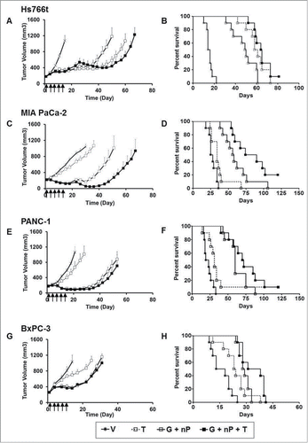 Figure 1. Antitumor efficacy of TH-302 (T) in combination with gemcitabine (G) and nab-paclitaxel (nP) in 4 PDAC xenograft models: Hs766t (A and B), MIA PaCa-2 (C and D), PANC-1 (E and F) and BxPC-3 (G and H), n = 10 for each group. T was given at 50 mg/kg, ip, G was given at 60 mg/kg ip and nP was given at 30 mg/kg, iv; all drugs were dosed at a Q3Dx5 regimen. A, C, E, and G, tumor growth was monitored and quantified twice a week. Data represent Mean ± SEM. B, D, F and H, Kaplan-Meier analysis plot using tumor size of 1000 mm3 as end-point. V, vehicle; Arrow, dosing time.
