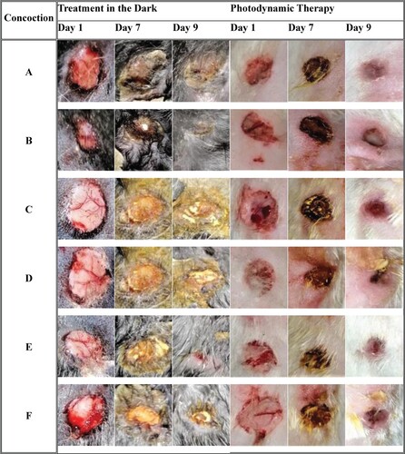 Figure 11. Digital images of wounds for treatment in the dark and in the presence of diffused light. All wounds were created on day 1.