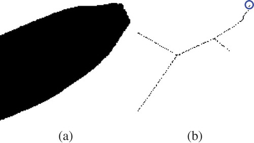 FIGURE 3 The results of two processes: (a) the right half of banana; (b) the image skeleton of banana.