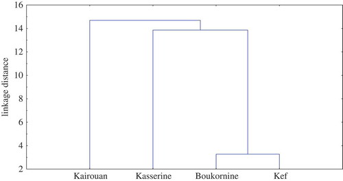 FIGURE 2 Dendogram obtained by cluster analysis of essentials oils of A. alba alba from different regions based on their chemical composition.