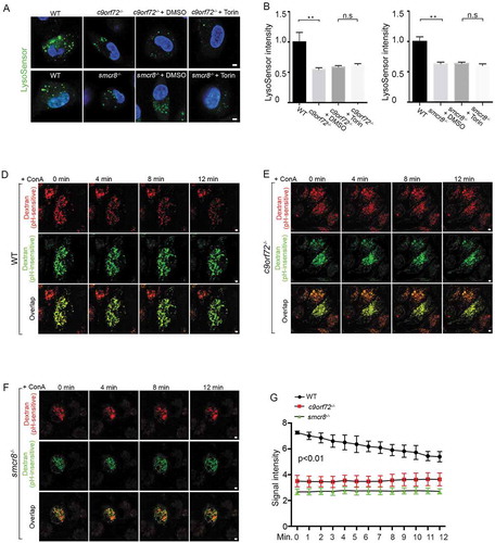 Figure 5. Lysosomal pH is aberrantly increased in mutant macrophages. (A) Confocal microscope images of macrophages stained with LysoSensor (green). Hoechst stains nuclei. Scale bars: 2 μm. (B and C) Quantification of LysoSensor intensity in c9orf72−/- or smcr8−/- macrophages with or without torin treatment. Error bars represent SEM of 3 independent experiments followed by one-way ANOVA with Bonferroni correction (**p < 0.01), n.s represents not significant. Wild type (n = 40) and mutant (n = 40) macrophages were counted in each experiment. (D-F) Representative images from time-lapse movie analyses of macrophages with pHrodo Red Dextran (red, pH-sensitive dye) and Alexa Fluro 488 green dextran (green, pH-insensitive dye). Macrophages were isolated from WT (D), c9orf72−/- (E), and smcr8−/- (F) mice and were treated with 2 mM v-ATPase inhibitor ConA before imaging. (G) Quantification of pHrodo Red Dextran fluorescence intensity from 0 min to 12 min after ConA treatment. Error bars represent SEM of 3 independent experiments; wild type (n = 50) and mutant (n = 47) macrophages were counted in each experiment; **p < 0.01 (Student’s t test).