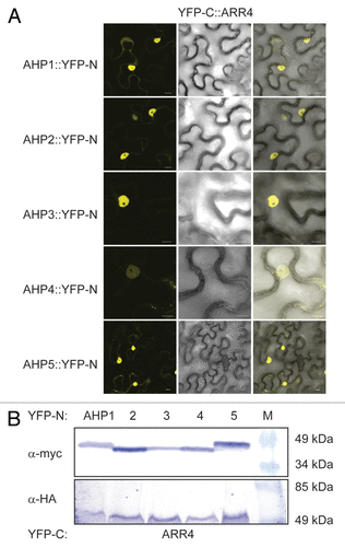 Figure 5. ARR4 interacts with a set of AHP proteins in a Bimolecular Fluorescence Complementation Assay (BiFC). (A) Confocal images of epidermal tobacco leaf cells (Nicotiana benthamiana) co-expressing the indicated YFP-N and YFP-C fusion proteins. The left panels show the fluorescence signal, the middle panels the bright field images of identical cells and the right panels the overlay of both. YFP-N, N-terminal YFP fragment fused to the different AHP proteins; YFP-C, C-terminal YFP fragment fused to the ARR4 protein. The bars represent 10 μm. (B) Western-blot analysis using crude extracts from transiently transformed tobacco cells co-expressing the indicated AHP::YFP-N (AHP1 to 5) and YFP-C::ARR4 fusion proteins. The AHP::YFP-N (upper panel) and the YFP-C::ARR4 (lower panel) fusions were detected with a c-myc- and HA-specific antibody respectively. M, protein marker.