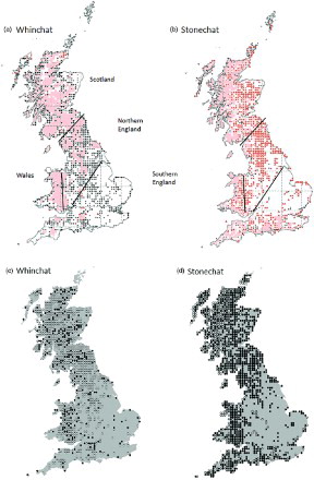 Figure 1. A history of range occupancy of 10 km squares is shown for Whinchat (a) and Stonechat (b). The symbols represent: black triangles: large = loss since 1988–1991, small = old loss since 1968–1972; red triangles: large = gains since 1988–1991, small = gains since 1968–1972; pink shading = present in all atlases (maps reproduced from Balmer et al. Citation2013 with permission from the British Trust for Ornithology). The change in abundance per 10 km square between the 1988–1991 and 2007–2011 atlases is also shown for Whinchat (c) and Stonechat (d), respectively (black spots = gains, white spots = losses). Four analytical ‘regions’ were defined: Scotland, Wales, Northern and Southern England.