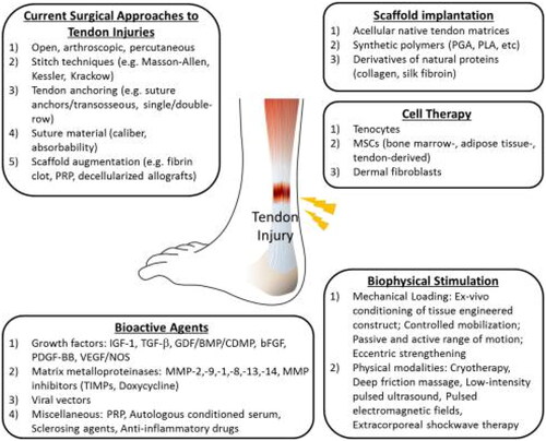 Figure 3. Illustration showing the strategies for tendon repairs. In brief, biophysical stimulation and surgical approaches are practiced in clinical settings. While the other approaches are currently in the preclinical or translational phase. Reproduced with permission from [Citation56].