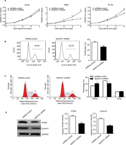 Figure 3 K562 cell growth upon knockdown of NUDT21.Notes: (A) Proliferation capabilities were detected by CCK-8 in K562, Jurkat, and HL-60 cells (2×103) for 5 days after transfection of shRNA control or NUDT21 shRNA. (B) K562 cells were transfected with shRNA control or NUDT21 shRNA for 48 hours and re-seeded in 96-well plate for BrdU assays. (C) Cell cycle phase distributions were detected by flow cytometry in K562 cells after transfection of shRNA control or NUDT21 shRNA. (D) Western blotting analysis of the protein expressions of PCNA and cyclin E after transfection of shRNA control or NUDT21 shRNA. The data are expressed as mean ± SD for duplicate experiments. *P<0.05; **P<0.01; ***P<0.001.Abbreviations: CCK-8, Cell Counting Kit-8; BrdU, bromodeoxyuridine.