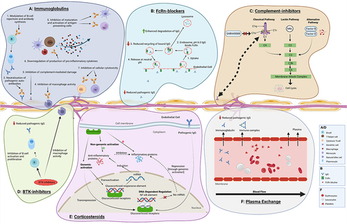 Figure 1 Postulated mechanisms of action of treatments in CIDP: current vs novel. Created with Biorender.com. (A) Immunoglobulins are postulated to exert their action in multiple ways in CIDP: they modulate B-cell repertoire with impact upon antibody production, neutralise pathogenic antibodies, inhibit complement, suppress macrophage-mediated demyelination, downregulate production of inflammatory cytokines and inhibit antigen-presenting cells as well as cellular cytotoxicity. (B) FcRn-blockers exert their action in reducing binding of pathogenic antibodies to the FcRn. This reduces the protective effect of the FcRn on these antibodies from lysosomal degradation, and hence reducing auto-antibody serum life-span and pathogenic effects in CIDP. (C) Complement inhibitors selectively block downstream complement activation involved in the inflammatory processes causing demyelinating damage. (D) Corticosteroid act through genomic effects leading to increased production of anti-inflammatory proteins and reduced production of pro-inflammatory proteins, as well as rapid direct non-genomic anti-inflammatory effects, through heterogeneous receptors. (E) BTK-inhibitors inhibit B-cell activation and proliferation, and consequently pathogenic auto-antibody production, and reduce macrophage activity. (F) Plasma Exchange primarily removes pathogenic auto-antibodies from blood circulation.