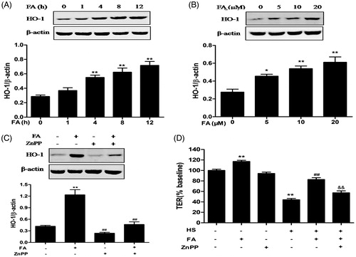 Figure 2. Effects of FA on HO-1 protein expression and intestinal TJ permeability changes in IEC-6 cells. (A) The cells were treated with FA (20 μM) for the indicated time periods (0, 1, 4, 8 and 12 h). (B) The cells were treated with the indicated concentrations (0, 5, 10 and 20 μM) of FA for 4 h. The cell lysates were subjected to Western blot analysis with an anti-HO-1 antibody. β-Actin was used as a loading control. (C) The cells were pretreated with ZnPP (10 μM) for 1 h prior to incubation with FA (20 μM) for 4 h, and then the proteins were extracted for Western blot analysis by using an anti-HO-1 antibody. (D) The cells were pretreated with ZnPP (10 μM) for 1 h and then incubated with or without FA (20 μM) for 4 h, followed by exposure to heat stress. The TER values were monitored across the IEC-6 cell monolayers by using Millicell-ERS. Data are presented as the means ± SEM from three independent experiments. Data are presented as the means ± SEM of three independent experiments. Statistical analysis was performed by using one-way ANOVA and Tukey’s test. *p < .05, **p < .01 compared to the control group; ##p < .01 compared to the heat stress-treated group; &&p < .01 compared to the FA-treated group.