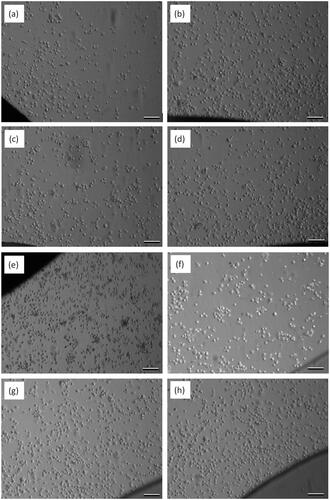 Figure 6. The phase-contrast microscopy images of the uncoated (a) and 11-MUA (b), 2-mercaptoethanol (c), 2-mercaptoethylamine (d), PLGA nanofiber (e), PLGA film (f), PCL (g) and PS (h) coated crystal surfaces after the cell–substrate interaction experiments. Scale bars: 100 μm.