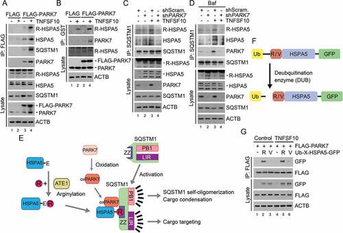 Figure 3. TNFSF10 induces the interaction of oxidized PARK7 with R-HSPA5. (a) HCT116 cells were transfected with a plasmid encoding FLAG or FLAG-PARK7. After 48 h, the cells were treated with 10 ng/ml TNFSF10 for 4 h. Cell lysates were immunoprecipitated with anti-FLAG antibody, followed by immunoblotting with the indicated antibodies. (b) HCT116 cells stably expressing FLAG or FLAG-PARK7 were treated with 5 ng/ml TNFSF10 for 4 h. Cell lysates were incubated with GST-PARK7 proteins for 2 h then immunoprecipitated with glutathione bead, followed by immunoblotting with the indicated antibodies. (c) HCT116 cells were treated with 10 ng/ml TNFSF10 for 4 h. Cell lysates were immunoprecipitated with anti-SQSTM1 antibody, followed by immunoblotting analysis. (d) HCT116 cells were treated with 200 nM bafilomycin A1 (Baf) for 6 h or cultured in the presence of 200 nM bafilomycin A1 for 2 h then additionally treated with 10 ng/ml TNFSF10 for 4 h. Cell lysates were immunoprecipitated with anti-SQSTM1 antibody, followed by immunoblotting analysis. (e) A schematic diagram indicating the interaction between arginylated HSPA5, oxidized PARK7 (oxPARK7), and activated SQSTM1. In this mechanism, HSPA5, PARK7 and SQSTM1 are each modified, and the modification of these 3 components constitutes the complex of 3-way interaction. (f) A schematic diagram in which recombinant Ub-R/V-HSPA5-GFP proteins are processed by a deubiquitination enzyme (DUB). In this mechanism, Ub-R/V-HSPA5-GFP is expressed in HCT116 cells and its ubiquitin is cleaved by DUB and arginine or valine is exposed as a result of cleavage as shown. (g) HCT116 cells were co-transfected with plasmids encoding FLAG-PARK7 and Ub-R-HSPA5-GFP or Ub-V- HSPA5-GFP. After 48 h, the cells were treated with 10 ng/ml TNFSF10 for 4 h. Cell lysates were immunoprecipitated with anti-FLAG antibody followed by immunoblotting with anti-GFP or anti-FLAG antibody.