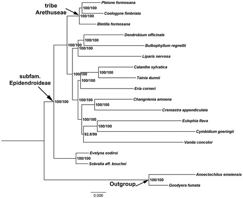 Figure 1. The maximum-likelihood (ML) phylogenetic tree based on the complete chloroplast genome sequences. Numbers at the right of nodes are PP/BPMP. Chloroplast genome accession number used in this phylogeny analysis: Pleione formosana:NC_042197; Coelogyne fimbriata: MT705722 (the sample in this study);Bletilla formosana: NC_045842;Dendrobium officinale: NC_024019; Bulbophyllum regnellii: NC_048483; Liparis nervosa: NC_045896; Calanthe sylvatica: NC_044633; Tainia dunnii: MN641754; Eria corneri: MN477202; Changnienia amoena: MN047293; Cremastra appendiculata: MH356724; Eulophia flava: MK855051; Cymbidium goeringii: KT722982; Vanda concolor: MK836105; Evelyna sodiroi: NC_027266; Sobralia aff. bouchei: NC_028209; Anoectochilus emeiensis: NC_033895; Goodyera fumata: NC_026773.
