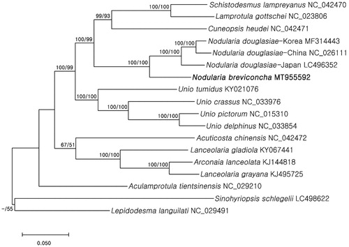 Figure 1. Molecular phylogenetic tree of 18 Unionidae species including Korean endemic N. breviconcha. Reconstruction of maximum likelihood (ML) and maximum parsimony (MP) trees was based on 13 PCGs and two rRNA genes (12,950 bp). Numbers at the branches represent the bootstrap support values for ML (left) and MP (right), respectively. Branching patterns and branch lengths follow the results of ML analysis.