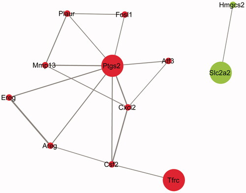 Figure 4. PPI network of the intersecting of DEGs. Red, upregulated genes; green, downregulated genes. Node size was positively related to the source node attribute, edge color and width were positively related to the combined score.