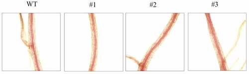 Figure 14. Lignin staining analysis of the cross-section of tobacco root by phloroglucinol-HCl. WT: wild type; #1, #2, #3: staining of roots in Nicotiana benthamiana with over-expressing gene LpCPC.