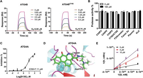 Figure 2. Identification of the specificity and binding affinity of S130 to ATG4B. (A) Surface plasmon resonance measurements were carried out to evaluate the binding affinities of S130 to wild-type or mutant ATG4B. The Kd values of S130 to each protein were calculated based on the fitted curves. (B) Target selectivity of S130 was tested against a panel of cysteine proteases (CASP3, CASP8, CASP9), aspartate proteases (CTSD, CTSE), and serine proteases (F2/thrombin, factor Xa, plasmin, and KLK/kallikrein), respectively. (C) Measurement of the IC50 of S130 for ATG4A from fitted curve by FRET assay. (D) Docking analysis and binding mode of S130 with ATG4A (PDB code: 2P82), yellow dotted lines represent hydrogen bonds between S130 and relevant residues of ATG4A. Data are presented as mean ± SEM from 3 individual experiments. (E) The inhibition type of S130 as an ATG4B inhibitor was determined by using the double reciprocal plot.