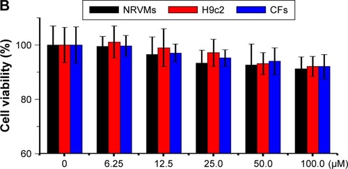 Figure 7 (A) HE-stained tissue sections from mice harvested at 28 days after the single injection of pure saline (control) or MnO-PEG-Cy5.5 (35.0 mg Mn/kg), respectively. Tissues were harvested from heart, liver, spleen, lung, kidney and brain. (B) Relative viabilities of NRVMs, H9c2, and CFs incubated with various concentrations of MnO-PEG-Cy5.5 nanoparticles (0–100 µM Mn). Data are expressed as means ± SD of four independent experiments.Note: Scale bar=100 µm.Abbreviations: CFs, cardiac fibroblasts; HE, hematoxylin-eosin; NRVMs, neonatal rat ventricular myocytes.