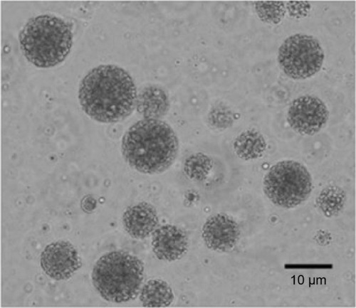 Figure 2 Photomicrograph of OA-MVLs with a bar of 10 μm.Abbreviation: OA-MVLs, oleanolic acid-encapsulated multivesicular liposomes.