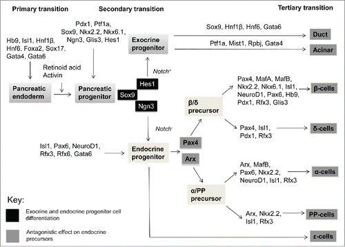 Figure 1. Transcription factors regulating pancreatic organogenesis, differentiation and maturation. Key pancreatic transcription factors, in concert with extrinsic signals from non-pancreatic organs, form an intricate regulatory network orchestrating pancreatic development. Pancreatic development is classified into 3 different stages: the primary, secondary and tertiary transitions. In mice, at e7.5 prior to the primary transition (e8.5–12.5), the formation of the pancreatic endoderm is initiated and pre-differentiated cells shift to proto-differentiated cells. Several transcription factors involved in early pancreatic development are also observed in later transitions. During the secondary transition (e12.5–16.5), proto-differentiated tissue yield fully differentiated cells. A critical regulatory system, involving Sox9, Notch signaling, Hes1 and Ngn3, is required for exocrine and endocrine progenitor cell differentiation. Subsequently, endocrine precursors are further differentiated via the antagonistic relationship between Pax4 and Arx. There are several dynamic interrelationships between transcription factors that lead to cell lineage decisions. Finally, during the tertiary transition (e16.5-postnatal), differentiated endocrine cells organize into cell aggregates to undergo further maturation postnatally. These specialized islet cells are plastic during early neonatal life; throughout life they are dynamic and can compensate in response to fluctuating metabolic demand; and with aging their proliferative and compensatory abilities diminish. These specific transcription factors are thus integral for pancreatic development, cellular differentiation and maturation into a functional organ.