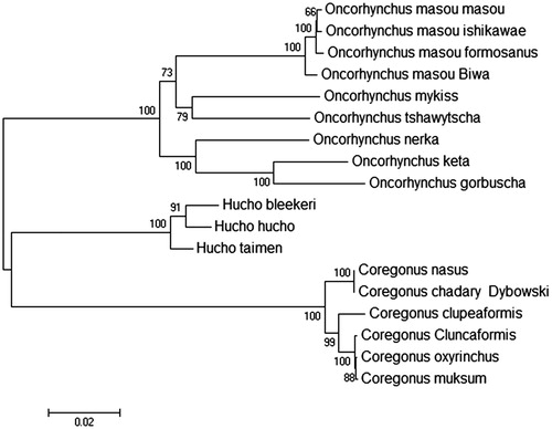Figure 1. Genetic analysis of 18 Salmonidae fish strains using mitochondrial genome resequencing data. Data sources: Oncorhynchus masou masou (DQ864465.1); Oncorhynchus masou ishikawae (NC_008746.1); Oncorhynchus masou formosanus (NC_008745.1); Oncorhynchus masou 'Biwa' (NC_009262.1); Oncorhynchus mykiss (KP085590.1); Oncorhynchus tshawytscha (NC_002980.1); Oncorhynchus nerka (EF055889.1); Oncorhynchus keta (NC_017838.1); Oncorhynchus gorbuscha (EF455489.1); Hucho bleekeri (KF908853.1); Hucho hucho (NC_025589.1); Hucho taimen (NC_016426.1); Coregonus nasus (NC_020760.1); Coregonus clupeaformis (NC_020762.1); Coregonus cluncaformis (KT375339); Coregonus oxyrinchus (JQ661417.1); Coregonus muksum (NC_028593.1).
