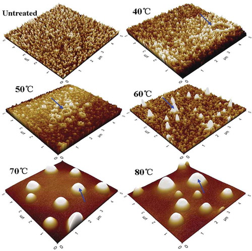 Figure 7. AFM images of PPO during the thermal treatments from 40 to 80°C for 10 min.