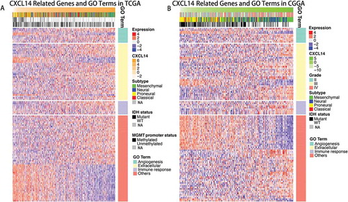 Figure 4. Gene ontology analysis for CXCL14 in gliomas.A, Gene ontology analysis for CXCL14 in TCGA dataset. B, Gene ontology analysis for CXCL14 in CGGA dataset.