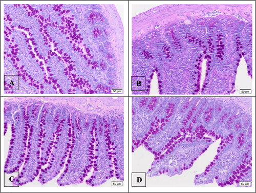 Figure 4. Histological appearance of intestinal tissue as a result of PAS staining (A. Control group, B. I/R group, C. 0.3 mg Astaxanthin group, D. 3 mg Astaxanthin group).