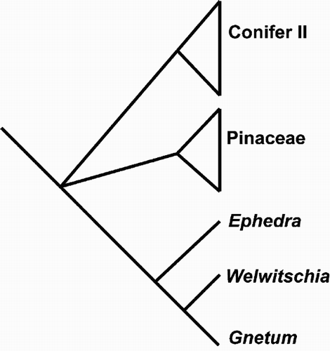 Fig. 1. Phylogeny of the Gnetales. Relationships among seed plants have not yet been unambiguously resolved and phylogenetic relationships as well as interpretations of character evolution are uncertain. The clade Conifer II comprises Araucariaceae, Podocarpaceae, Sciadopitycaceae, Taxaceae, Cephalotaxaceae, Cupressaceae and Taxodiaceae.