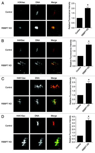 Figure 3. Effect of RBBP7 knockdown on histone acetylation status in MII oocytes. Immunocytochemical detection of H3K4ac (A), H4K8ac (B), H4K12ac (C), and H4K16ac (D) in RBBP7 KD Met II eggs. The experiments were performed 3×, and at least 20 oocytes were analyzed for each sample. The scale bars represent 10 μm. Shown are representative examples. The graphs on the right of the images are average quantifications of the pixel intensity of the indicated histone marks to the left. The data are expressed as mean ± SEM; Student t test was used to analyze the data. Values with an asterisk vary significantly, P < 0.05.
