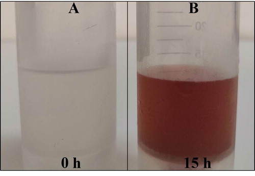 Figure 5. (A) ErlenMeyer flask with Bacillus subtilis (SDUM301120) fermented liquid after exposure to AgNO3 solution (1.30 mM) for a few minutes (no color change); (B) ErlenMeyer flask with Bacillus subtilis (SDUM301120) fermented liquid after exposure to AgNO3 solution (1.30 mM) for 15 h (reddish-brown color).