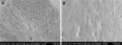 Figure 2 SEM images of lyophilized BC-PLGA-NPs in the presence and absence of 5% (w/v) sucrose.Notes: (A) Lyophilized BC-PLGA-NPs in the absence of sucrose. (B) Lyophilized BC-PLGA-NPs in the presence of 5% (w/v) sucrose.Abbreviations: BC-PLGA-NPs, β-carotene-encapsulated poly(D, L-lactide-co-glycolide) nanoparticles; SEM, scanning electron microscope.