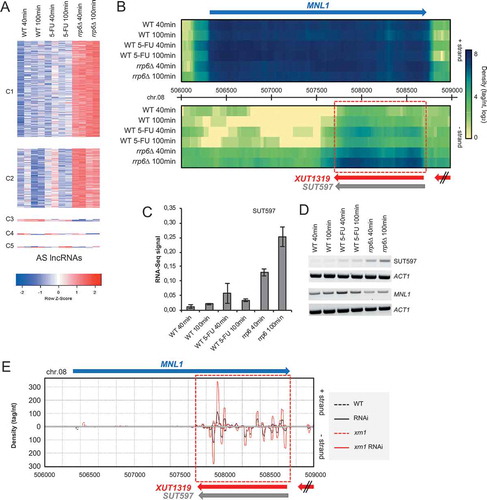Figure 7. Expression data for antisense lncRNAs. (a) A color coded heatmap for antisense lncRNAs (AS lncRNAs) is shown as in Figure 6. (b) Color-coded genomic heatmaps are shown for mRNAs in blue, and lncRNAs in light grey (SUTs), red (XUTs) and green (CUTs). Chromosome numbers and genome coordinates are given in the middle. Red boxes delineate selected lncRNAs. Wild type (WT), treated (WT 5-FU) and mutant (rrp6∆) samples, and the time points in minutes are shown to the right. Top (+) and bottom (-) DNA strands and a scale are given to the right. Images were generated using VING software [Citation95]. (c) A bar diagram shows quantified RNA-Sequencing expression signals for SUT597. The expression signal (y-axis) is plotted against the samples (x-axis) as shown at the bottom. Time points are given for wild type (WT), drug-treated (5-FU) and mutant (rrp6) samples. Data are presented as mean values ± SEM (calculated from two biological replicates used in the RNA-Sequencing analysis). (d) An RT-PCR assay is shown for antisense lncRNAs and overlapping sense mRNAs as indicated to the right. Wild type (WT), treated (WT 5-FU) and mutant (rrp6) samples, and the time points in minutes are given at the top. ACT1 was used as a loading control. (e) A color-coded graph plots the 19–23 base small RNA read densities (tag/nucleotide, y-axis) against top (+) and bottom (-) strands of the genome (y-axis). Protein-coding and non-coding genes are represented by arrows for which the color code is like in panel B. Data are shown in black for a wild type strain (WT, dotted line), and a strain expressing Dicer/Argonaute (RNAi), and in red for a mutant strain (xrn1, dotted line), and a mutant strain expressing Dicer/Argonaute (xrn1 RNAi). Chromosome numbers and genome coordinates and are given at the top and bottom, respectively. The images were generated using the VING software and previously published small RNA-Sequencing data [Citation58,Citation95]. To view a larger region covering the loci and a graphical representation of the signals showing wild type and engineered RNAi strain separately, see http://vm-gb.curie.fr/mw2/small_RNA-seq/.