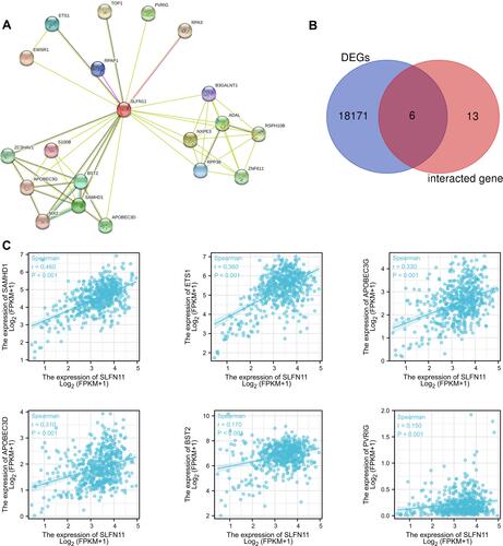 Figure 5 PPI network analysis of SLFN11-related genes. (A) The PPI network of SLFN11-binding proteins was obtained based on the STRING website. (B) An intersection analysis of SLFN11 expression-correlated DEGs and TPM4-binding genes. (C) Correlation analysis between SLFN11 expression and screened common genes, including SAMHD1, BST2, APOBEC3D, APOBEC3G, ETS1, and PVRIG.