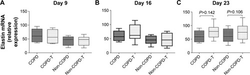 Figure 3 Relative expression of tropoelastin mRNA by lung fibroblasts from patients with COPD (n=6) and without COPD (non-COPD; n=6).Notes: Message levels were determined 24 hours after the final siRNA treatment for each time period. The box plots are as for Figure 1. Versican siRNA treatment did not significantly affect tropoelastin expression in either the COPD or non-COPD cell lines. (A) Untreated confluent cultures from COPD and non-COPD patients sampled on day 9 compared to versican siRNA-treated (COPD-T and non-COPD-T) cultures. Cultures were treated only once on day 8. (B) Untreated and treated COPD and non-COPD cultures treated twice on days 8 and 15 and sampled day 16. (C) Untreated and treated COPD and non-COPD cultures treated three times on days 8, 15 and 22 and sampled day 23.Abbreviations: siRNA, small interfering RNA; mRNA, messenger RNA.