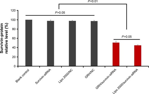 Figure 11 Protein expression of GRH/survivin-siRNA-treated MCF-7 cells.