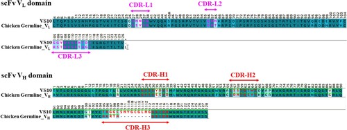 Figure 5. Sequence analysis of scFv VS10 genes. VH and VL nucleotide sequences were determined and translated into amino acid sequences to be aligned with the chicken germline gene. The background of the residues is colored according to sequence similarity. Dark colors indicate conserved residues in all sequences. The color scheme is from dark to light, corresponding to identity, highly conserved residues, and low-conserved residues, respectively. The residue backgrounds colored in white are not similar. Sequence gaps were introduced to maximize the alignment; these are indicated by dots. FR and CDR boundaries are indicated above the germline sequences.